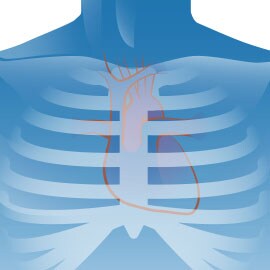 Illustration of the heart for auscultation training